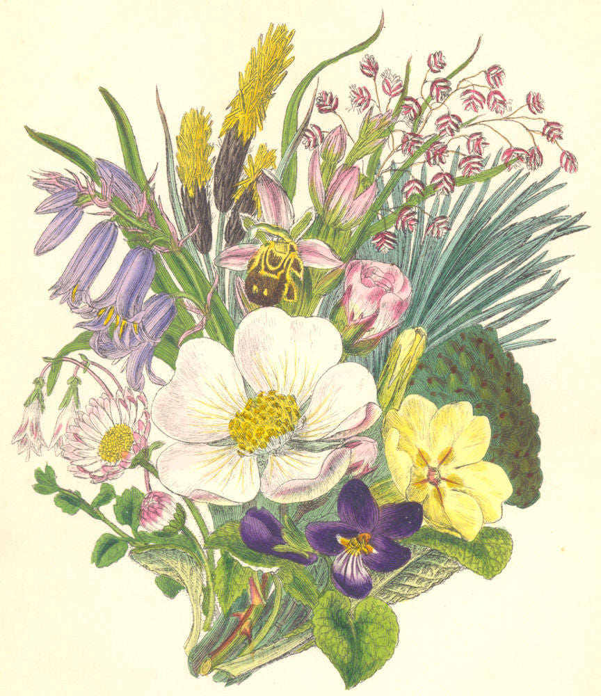 WILD FLOWERS. British Wild Flowers. SOWERBY 1890 old antique print picture